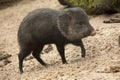 The ÃÂ¡ollared peccary Pecari tajacu. Royalty Free Stock Photo